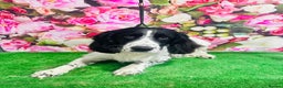 English Springer Spaniel dogs for stud: Beautiful Proven Springer Spaniel for stud. in Abertillery - Advert 15