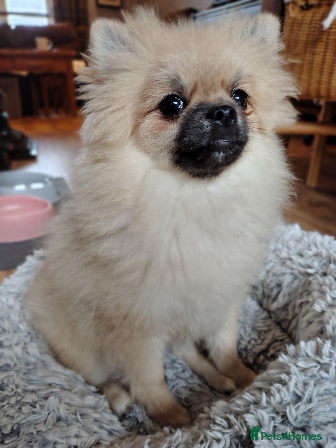 Pomeranian dogs for sale: Pom puppys with Kc reg , pedigree for sale - Image 10