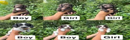 Sprocker dogs for sale: 6 sprocker  - Advert 8