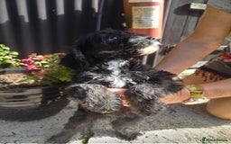 Cavapoo dogs for sale: Gorgeous cavapoo pups  - Image 5