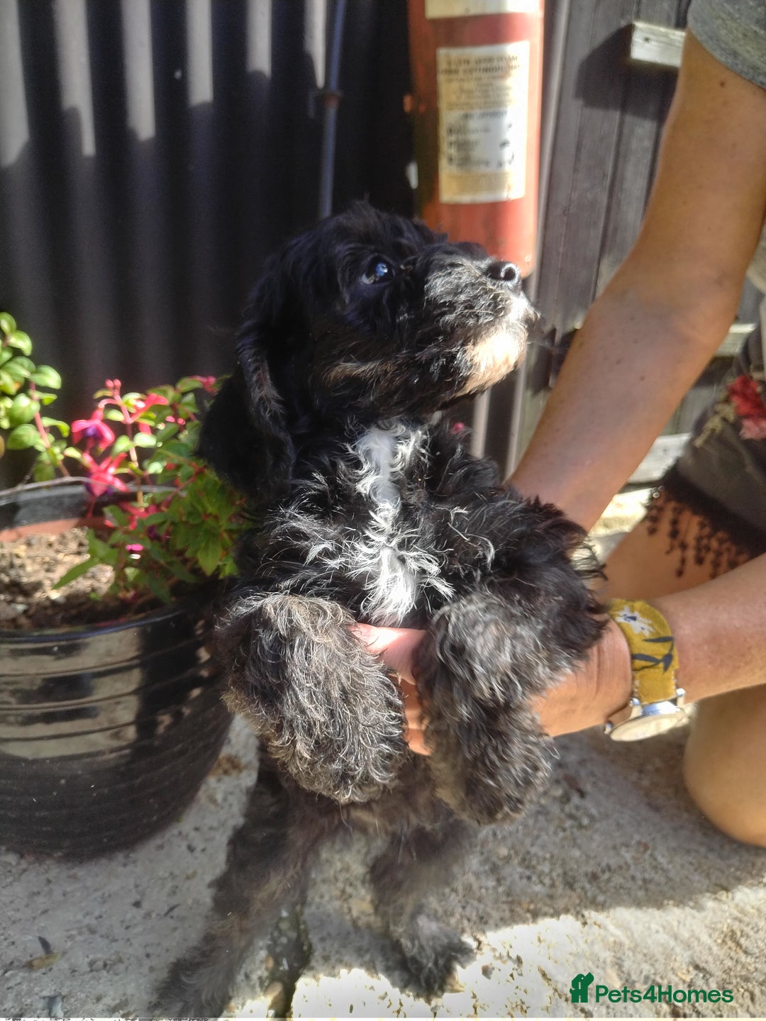 Cavapoo dogs for sale: Gorgeous cavapoo pups  - Image 5