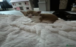 Mixed Breed cats for sale: 4 beautiful loving boys 🩵 - Image 8