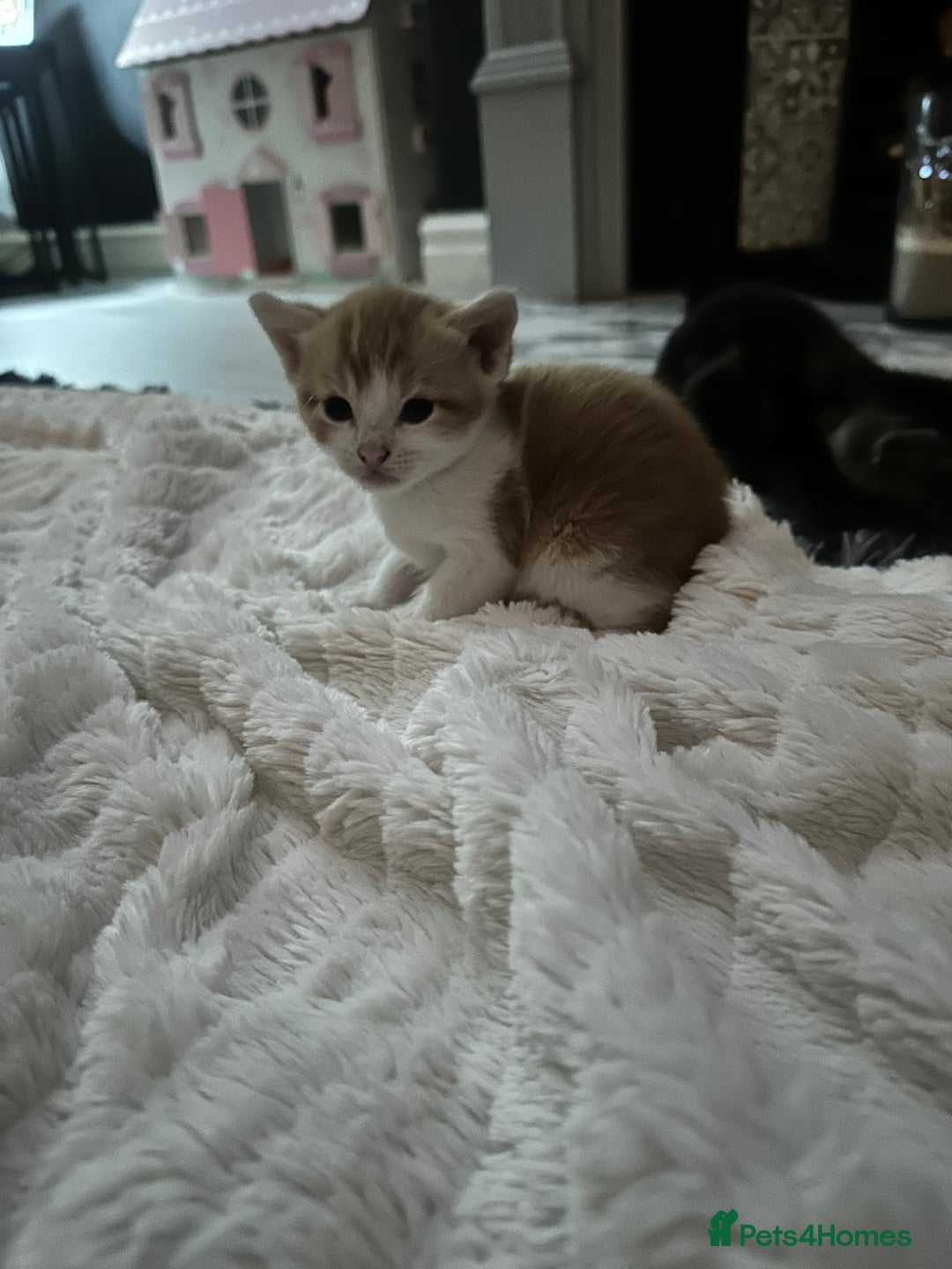 Mixed Breed cats for sale: 4 beautiful loving boys 🩵 - Image 8