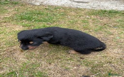 Mixed Breed dogs for sale: collie x Huntaway  pups one boy left  - Image 7