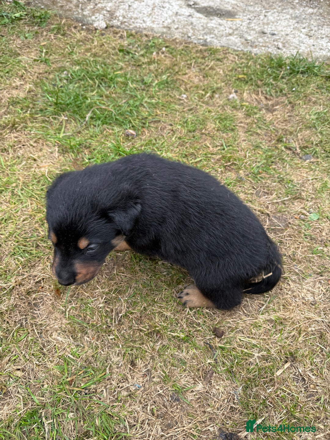Mixed Breed dogs for sale: collie x Huntaway  pups one boy left  - Image 7
