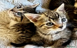 Bengal cats for sale: Glittery Bengal X Kittens With Famous References!  - Image 1