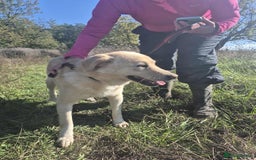 Golden Retriever dogs for adoption: Twinkie - Norwich Norfolk  - Advert 7