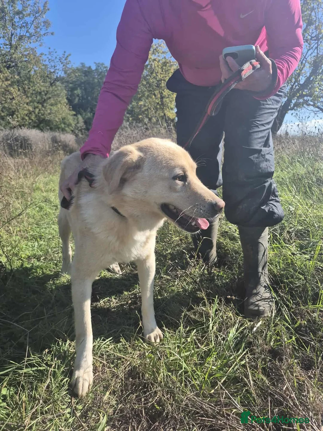 Golden Retriever dogs for adoption: Twinkie - Norwich Norfolk  - Advert 7