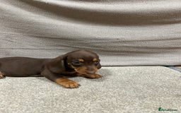 Miniature Dachshund dogs for sale: Stunning pure miniature dachshunds - Image 9