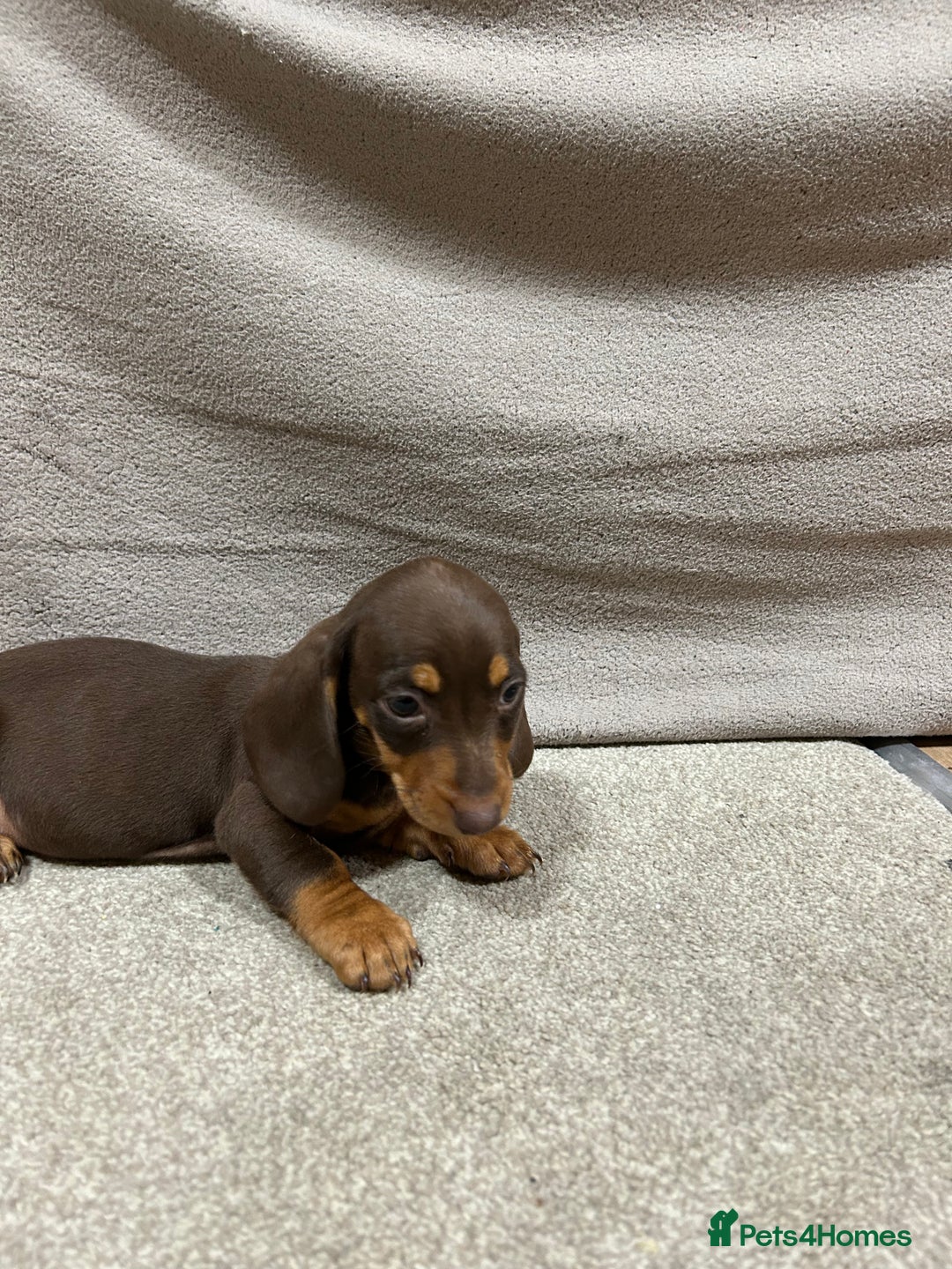 Miniature Dachshund dogs for sale: Stunning pure miniature dachshunds - Image 9