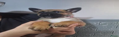 Belgian Shepherd Dog Ruby