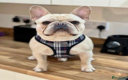 French Bulldog dogs for stud: 🌟🔥LILAC PLATINUM KC REG FRENCH BULLDOG STUD🔥🌟 in Uxbridge - Image 4