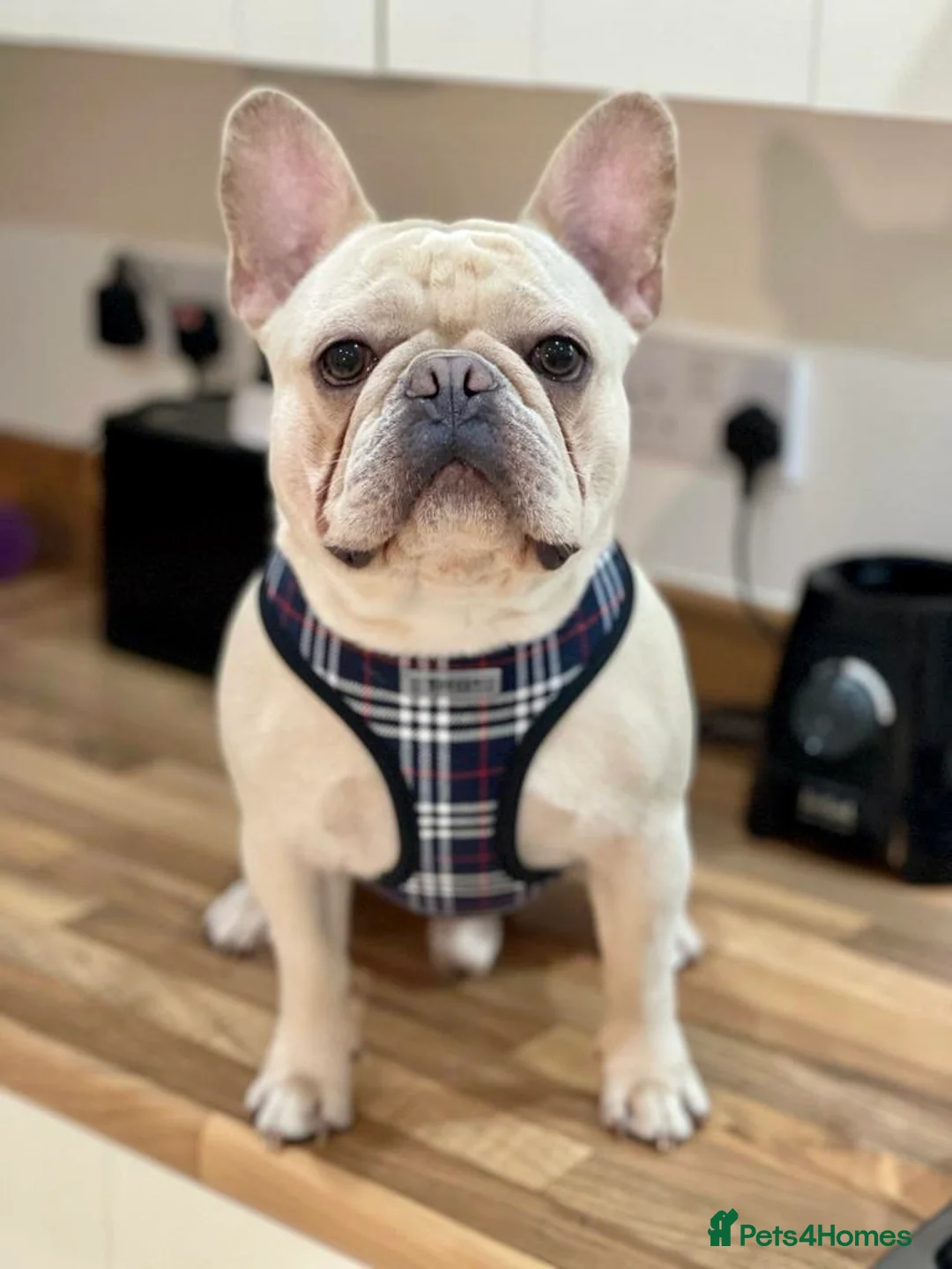 French Bulldog dogs for stud: 🌟🔥LILAC PLATINUM KC REG FRENCH BULLDOG STUD🔥🌟 in Uxbridge - Advert 2