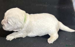 Golden Retriever dogs for sale: Chunky, cream pups - Image 36