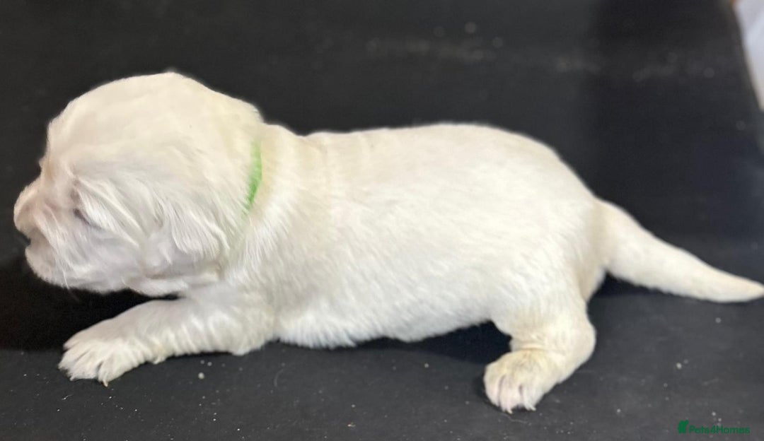 Golden Retriever dogs for sale: Chunky, cream pups - Image 36