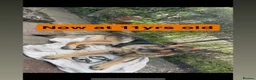 German Shepherd dogs for stud: German shepherd for Stud  in Bury - Advert 2