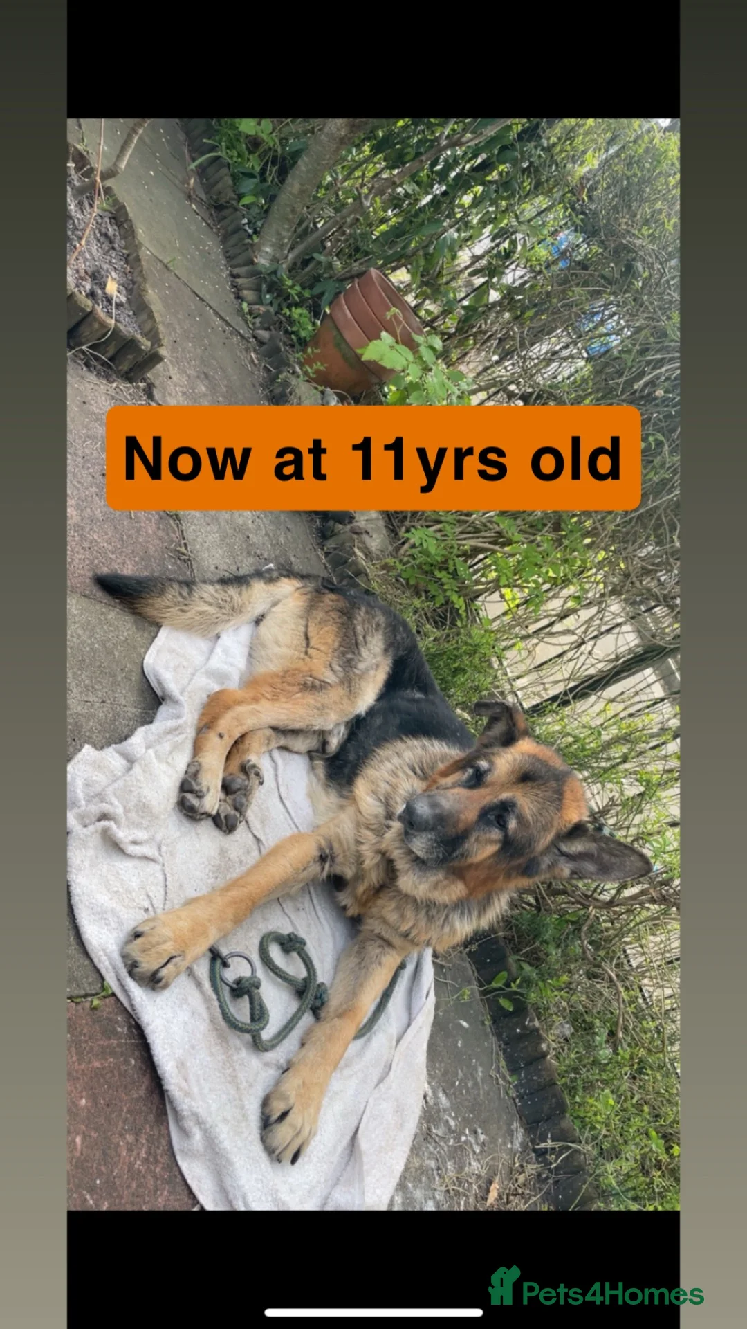 German Shepherd dogs for stud: German shepherd for Stud  in Bury - Advert 2