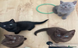 British Shorthair cats for sale: Gorgeous BSH Kittens – Cinnamon, Lilac & Black 🐾 - Advert 8