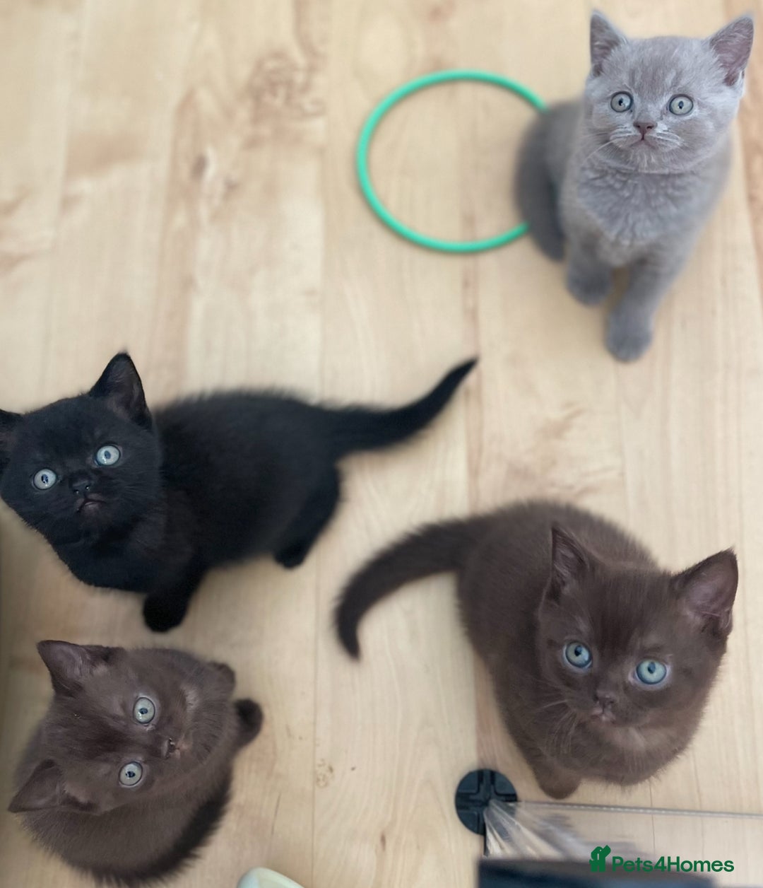 British Shorthair cats for sale: Gorgeous BSH Kittens – Cinnamon, Lilac & Black 🐾 - Advert 8