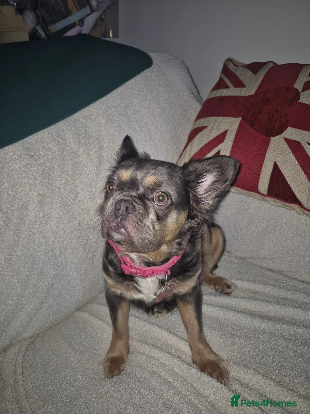 French Bulldog dogs for sale: French Bulldog Puppy For Sale  - Advert 5