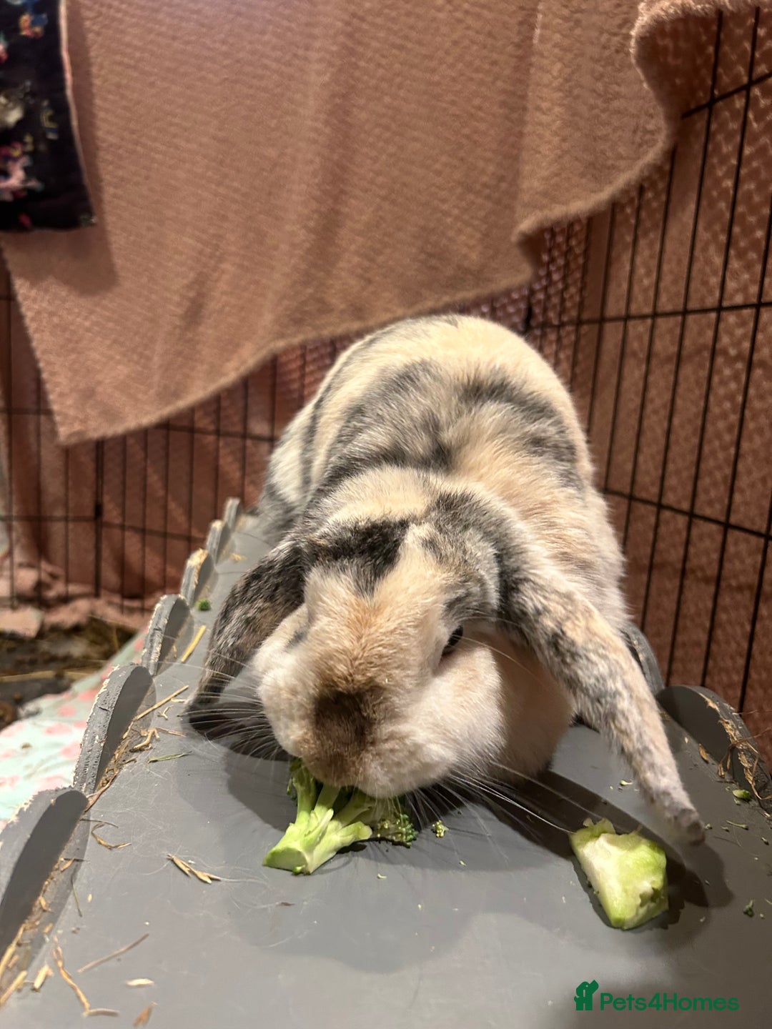 Mini Lop rabbits for sale: Male and Female Rabbit Pair - Image 1