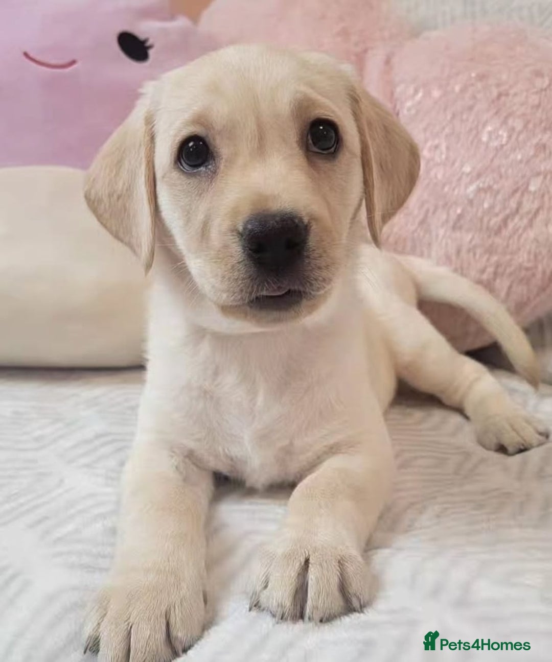 Labrador Retriever dogs for sale: Labrador puppies - Advert 4