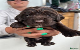 Sprocker dogs for sale: Chocolate sprocker spaniel puppies  - Image 2