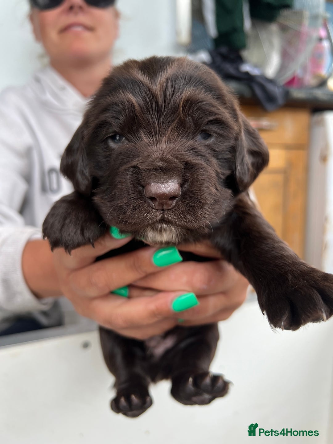 Sprocker dogs for sale: Chocolate sprocker spaniel puppies  - Image 2