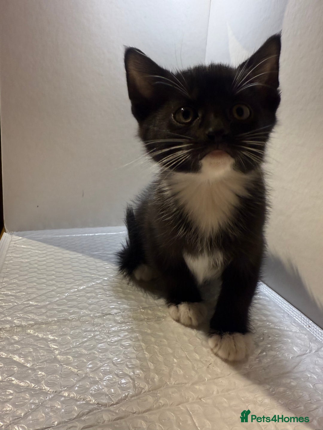 Korat cats for sale: Cute playful kittens ready for their new home 🖤🤍 - Advert 26