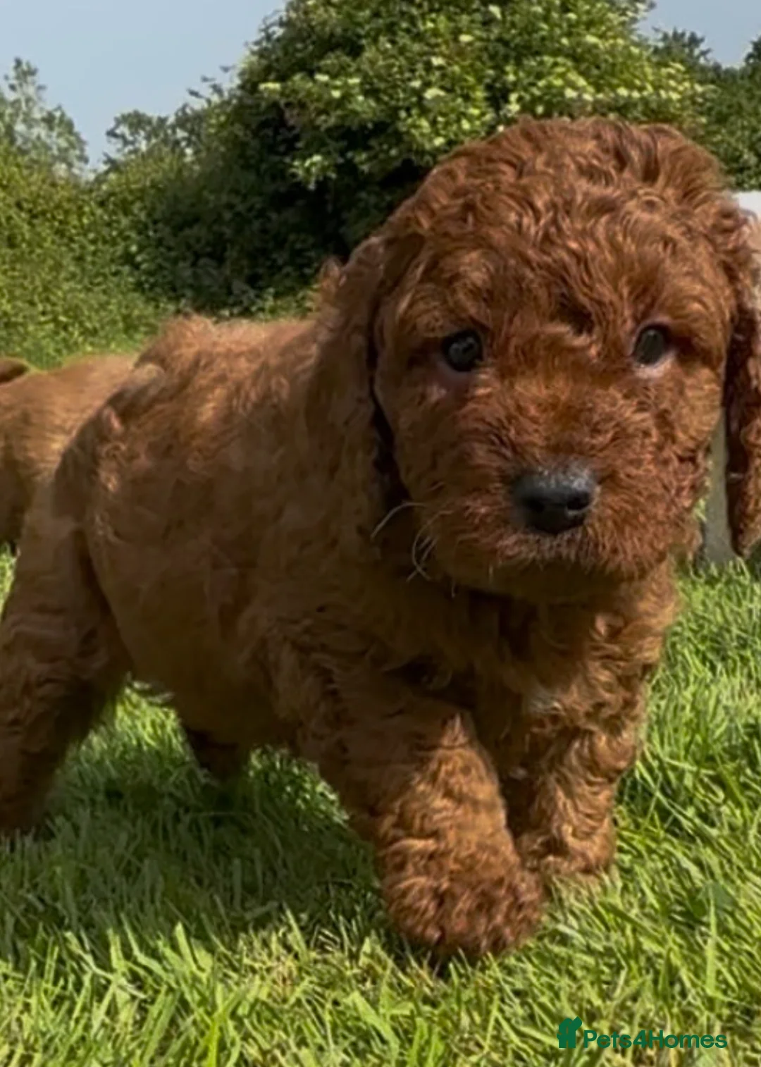 Cockapoo dogs for sale: Cockapoos  - Advert 2