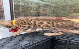 Bengal cats for sale: Gorgeous Pure Bengal Kittens Ready To Go! ❤️ - Image 28