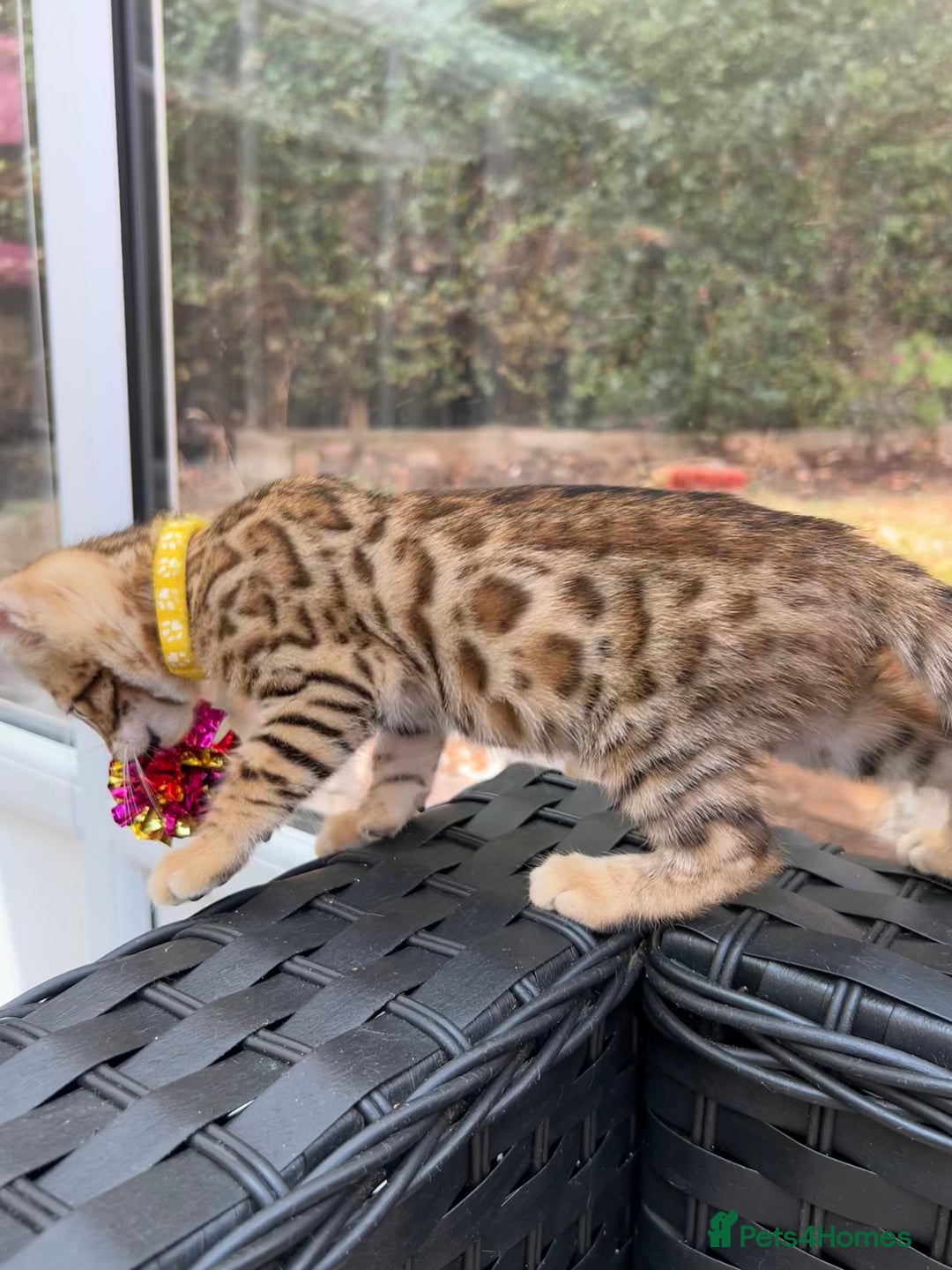 Bengal cats for sale: Gorgeous Pure Bengal Kittens Ready To Go! ❤️ - Image 28