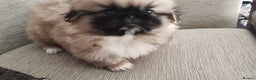 Pekingese dogs for sale: Pekingese puppies. Eastbourne - Advert 9