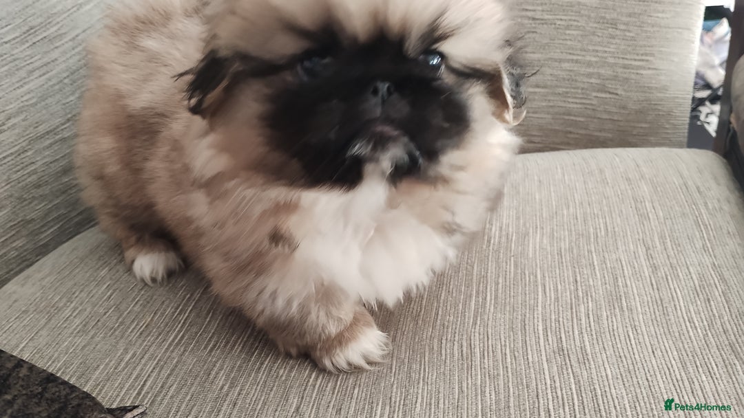 Pekingese dogs for sale: Pekingese puppies. Eastbourne - Advert 9