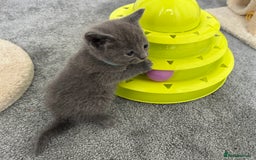 Russian Blue cats for sale: Russian Blue Kittens  - Advert 34