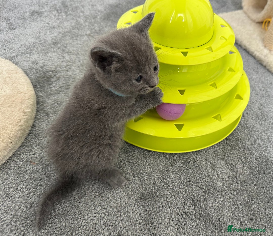 Russian Blue cats for sale: Russian Blue Kittens  - Advert 34
