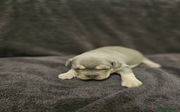 French Bulldog dogs for sale: French bulldog puppies - Advert 11