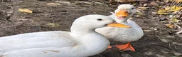 Mixed Breed birds for sale: Call ducks in Crediton - Advert 5