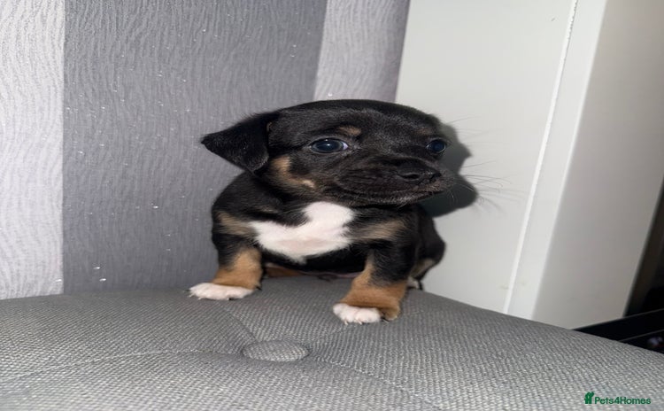 Mixed Breed dogs Beautiful Jack X Chihuha 1 boy left  - Advert 14