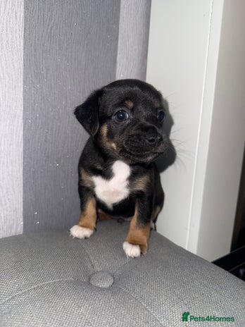 Mixed Breed dogs Beautiful Jack X Chihuha 1 boy left - Advert 14