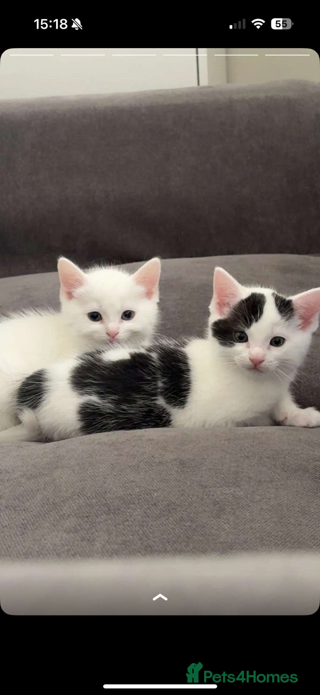 Ragdoll cats for sale: Ragdoll X British Shorthair Kittens - Image 9
