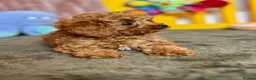 Cavapoo dogs for sale: Adorable teddy bear toy cavapoo health checked - Advert 7