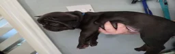 French Bulldog dogs for sale: French bulldog puppies - Advert 16