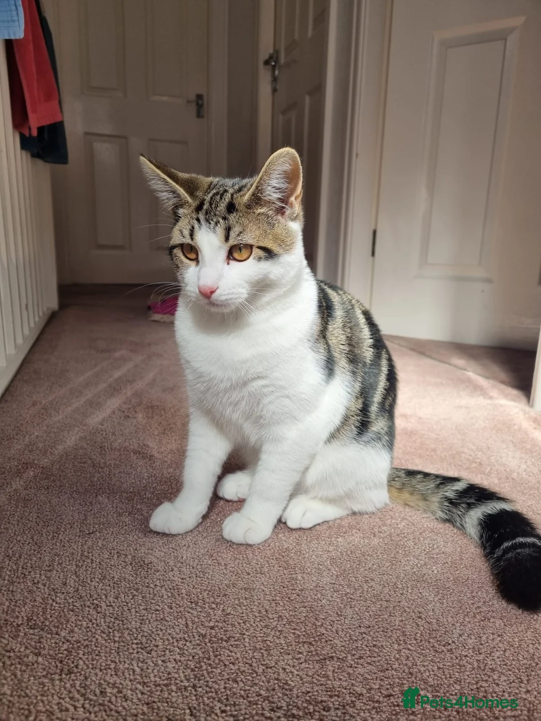 Mixed Breed cats for sale: Beautiful Maine Coon x Bengal Indoor Cat in Blackburn - Advert 1