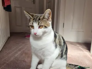 Mixed Breed cats Beautiful Maine Coon x Bengal Indoor Cat - Advert 4