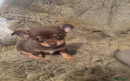 Chihuahua dogs for sale: Chihuahua  - Image 3