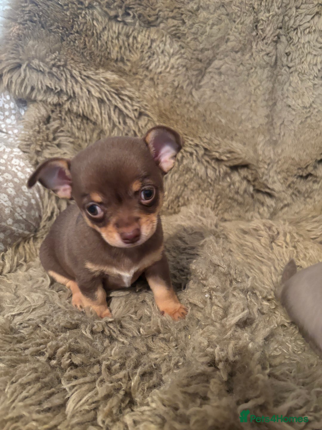 Chihuahua dogs for sale: Chihuahua  - Image 3