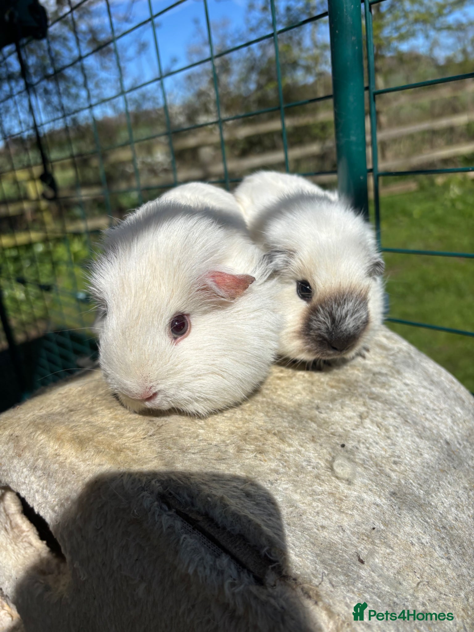 Guinea Pig rodents Californian guinea pigs  - Advert 1