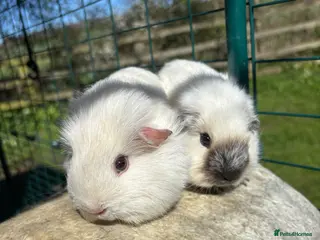 Guinea Pig rodents Californian guinea pigs - Advert 1