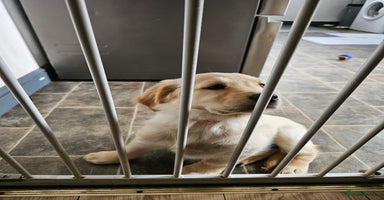 Golden Retriever dogs - Advert 1
